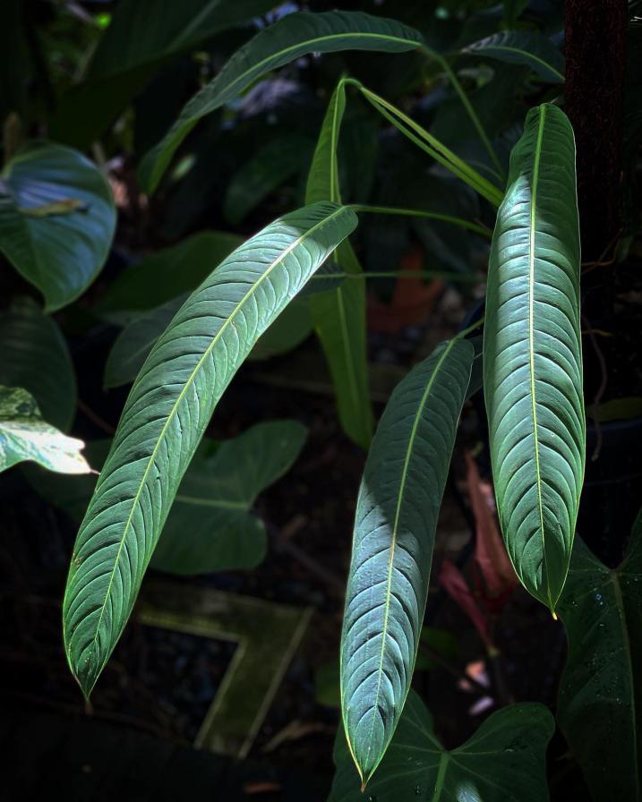 Philodendron Heterocraspedon | PLNT